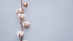 Cotton plant branch with cotton balls