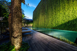 tall vertical green wall next to infinity style lap pool with sunloungers